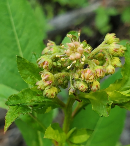Penthorum sedoides (ditch stonecrop)