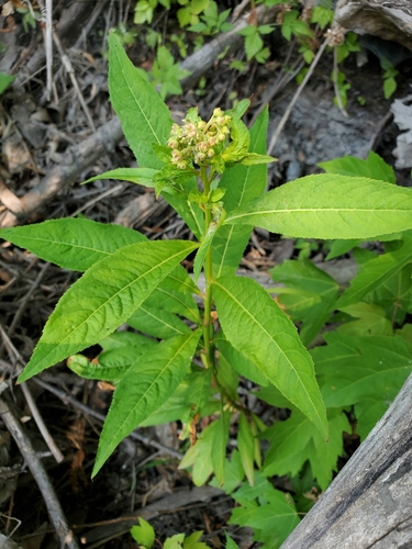 Penthorum sedoides (ditch stonecrop) (alternate view 2)