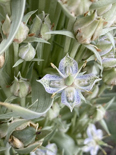 Frasera speciosa (monument plant)