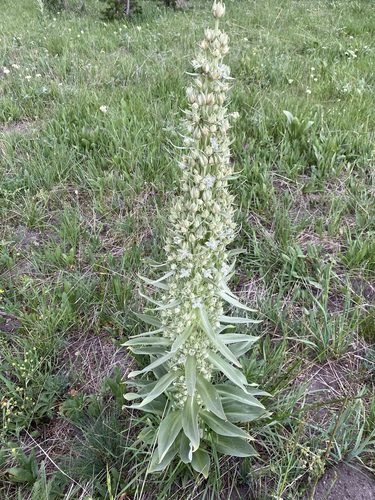 Frasera speciosa (monument plant) (alternate view 2)