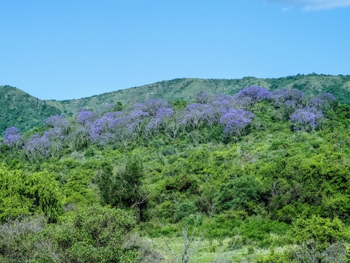 Jacaranda mimosifolia (Jacaranda)