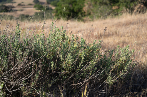 Isocoma menziesii (Coastal Goldenbush) (alternate view 6)