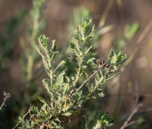 Isocoma menziesii (Coastal Goldenbush) (alternate view 5)