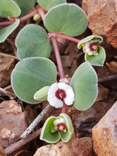Euphorbia albomarginata (Whitemargin Sandmat) (alternate view 2)