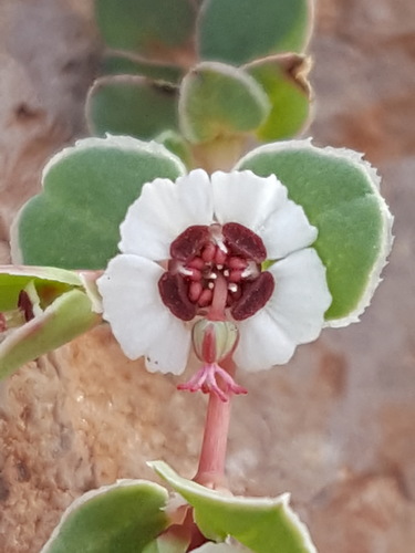 Euphorbia albomarginata (Whitemargin Sandmat)