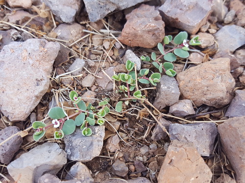 Euphorbia albomarginata (Whitemargin Sandmat) (alternate view 3)