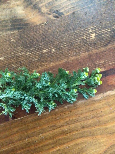 Matricaria discoidea (pineapple weed) (alternate view 5)