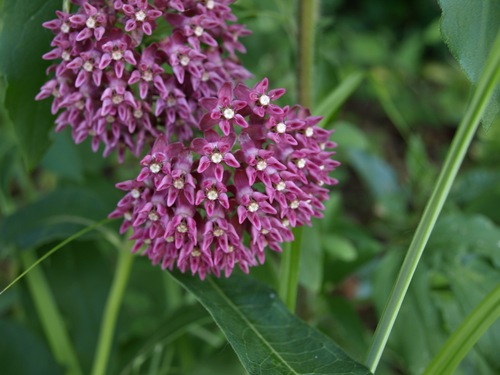 Asclepias purpurascens (purple milkweed)