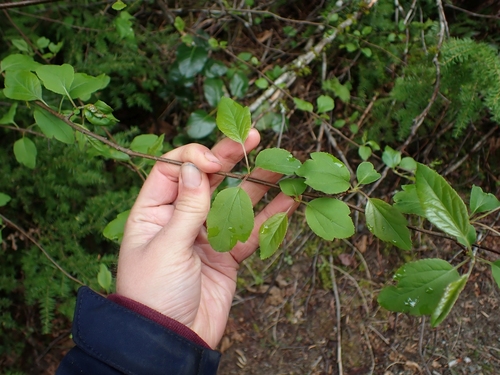 Malus fusca (crabapple)