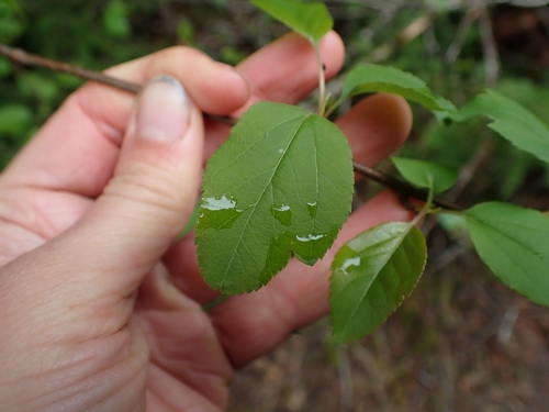 Malus fusca (crabapple) (alternate view 2)