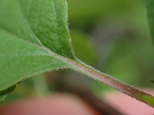Malus fusca (crabapple) (alternate view 3)