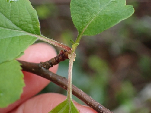Malus fusca (crabapple) (alternate view 4)