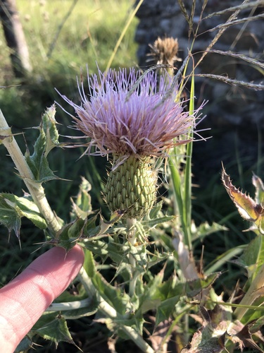 Cirsium undulatum (wavyleaf thistle)