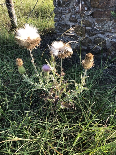 Cirsium undulatum (wavyleaf thistle) (alternate view 2)