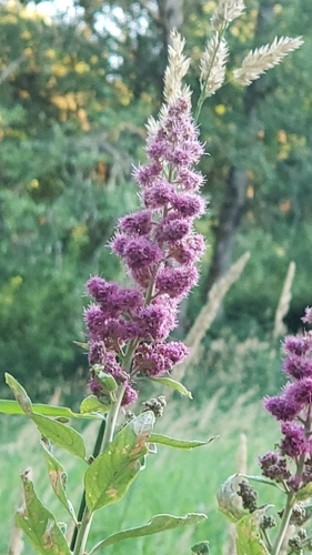 Spiraea douglasii (western spirea)