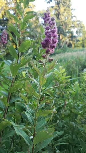 Spiraea douglasii (western spirea) (alternate view 2)