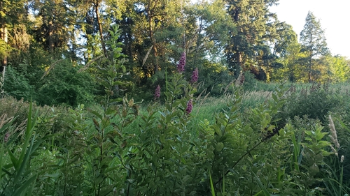 Spiraea douglasii (western spirea) (alternate view 3)