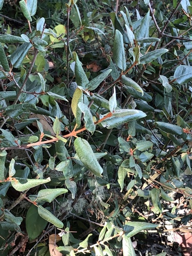 Shepherdia canadensis (Russet Buffaloberry) (alternate view 3)