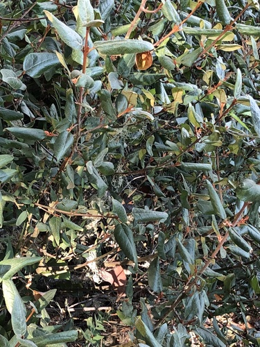 Shepherdia canadensis (Russet Buffaloberry) (alternate view 4)