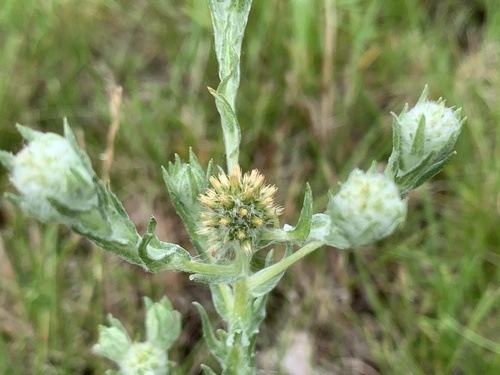 Filago germanica (Common Cudweed)