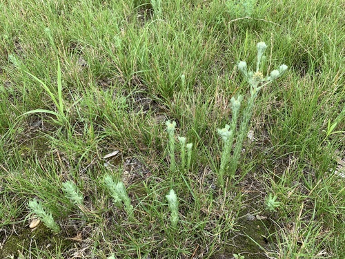 Filago germanica (Common Cudweed)