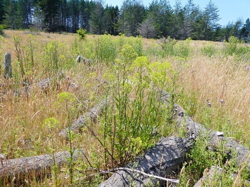 Senecio minimus (coastal burnweed)