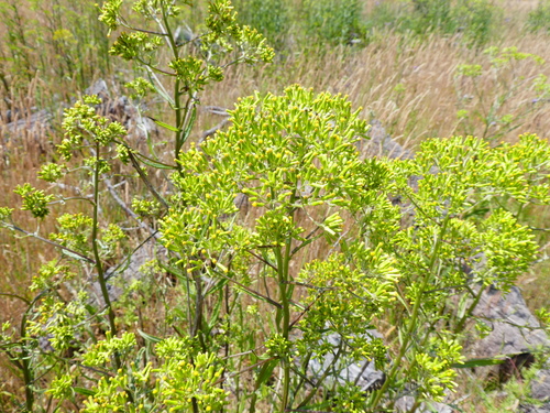 Senecio minimus (coastal burnweed) (alternate view 3)