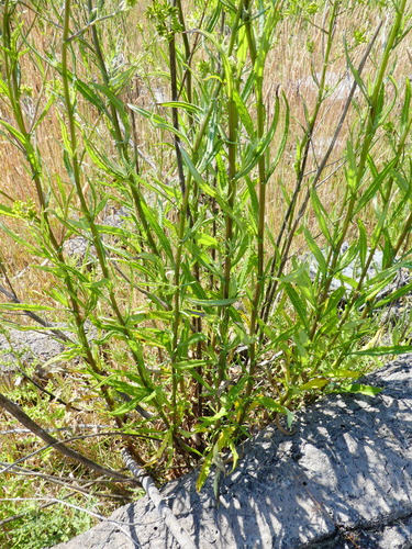 Senecio minimus (coastal burnweed) (alternate view 2)