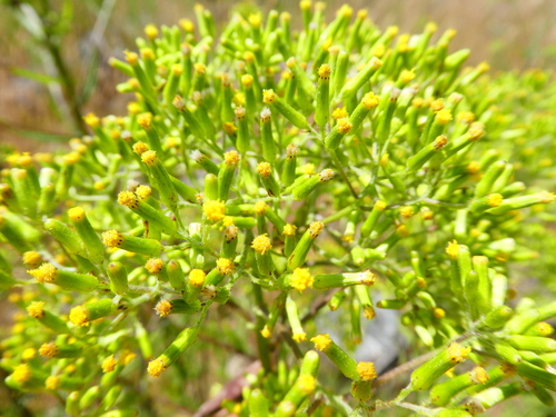 Senecio minimus (coastal burnweed) (alternate view 4)