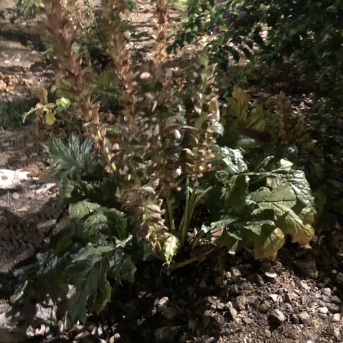 Acanthus (Acanthus) (alternate view 6)