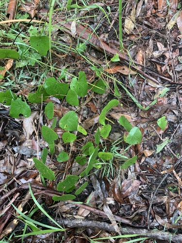Stephania japonica (Tapevine) (alternate view 6)
