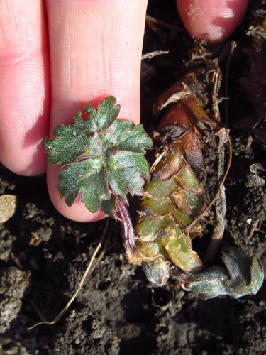 Hydrophyllum canadense (Broad-leaf Waterleaf) (alternate view 3)