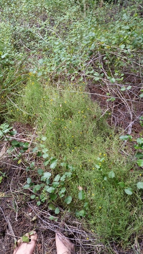 Calotis lappulacea (Bur Daisy)
