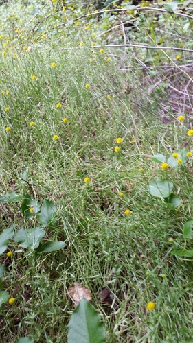Calotis lappulacea (Bur Daisy) (alternate view 2)