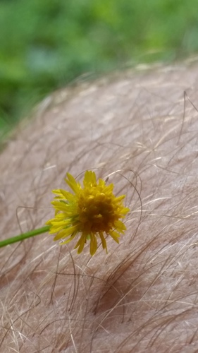 Calotis lappulacea (Bur Daisy) (alternate view 4)