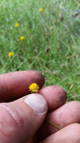 Calotis lappulacea (Bur Daisy) (alternate view 3)
