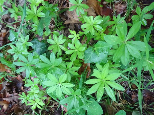 Galium odoratum (sweet woodruff) (alternate view 4)