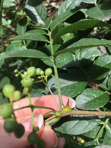 Zanthoxylum (prickly-ashes) (alternate view 5)