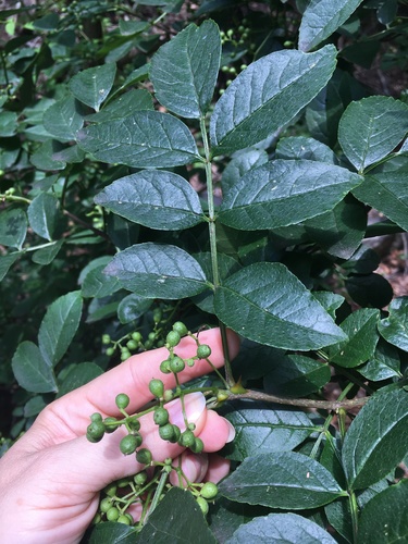 Zanthoxylum (prickly-ashes) (alternate view 6)