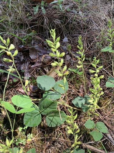 Rhynchosia (Snoutbeans) (alternate view 4)