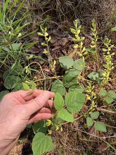 Rhynchosia (Snoutbeans) (alternate view 5)