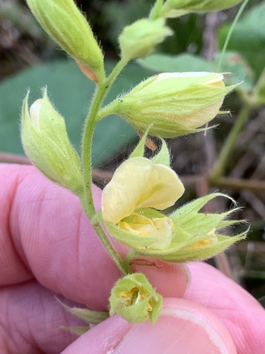 Rhynchosia (Snoutbeans) (alternate view 6)