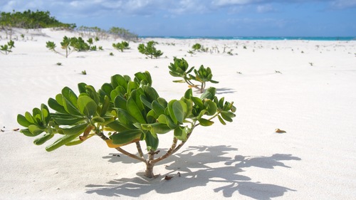 Scaevola taccada (beach naupaka)