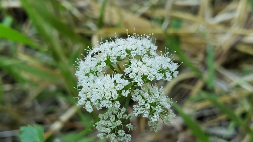 Oenanthe sarmentosa (water-parsley) (alternate view 3)