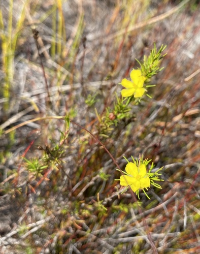 Hibbertia fasciculata (bundled hibbertia) (alternate view 8)