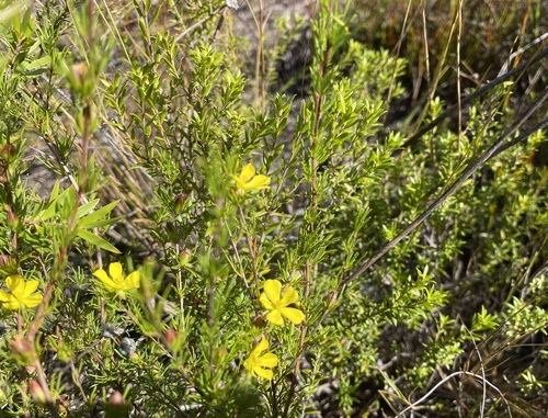 Hibbertia fasciculata (bundled hibbertia) (alternate view 9)