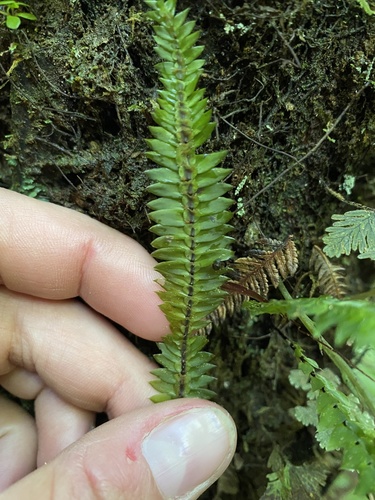 Cyathophorum bulbosum (quill moss) (alternate view 8)