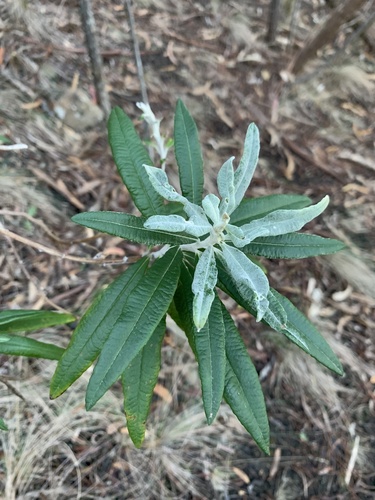 Bedfordia salicina (Blanket Bush) (alternate view 5)