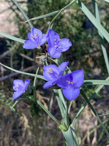 Tradescantia occidentalis (Western Spiderwort) (alternate view 6)
