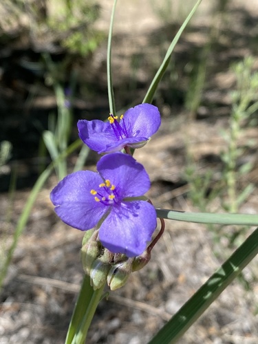 Tradescantia occidentalis (Western Spiderwort) (alternate view 7)